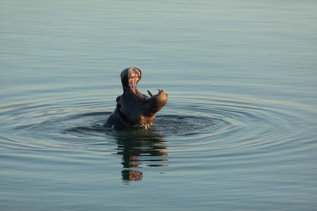 A Hippo yawning in last light.の写真素材