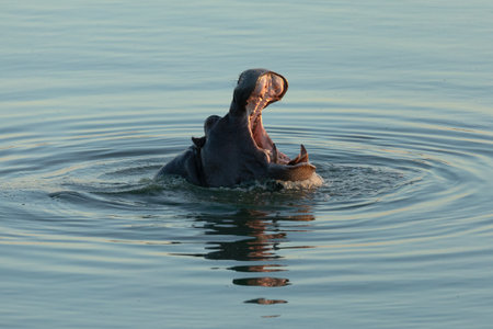 A Hippo mouthing its dominance in a blue river. Chobe National Park, Botswana.の写真素材