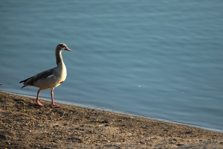 An Egyptian Goose by blue water.の写真素材