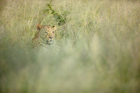 An African Leopard in long grass.の写真素材