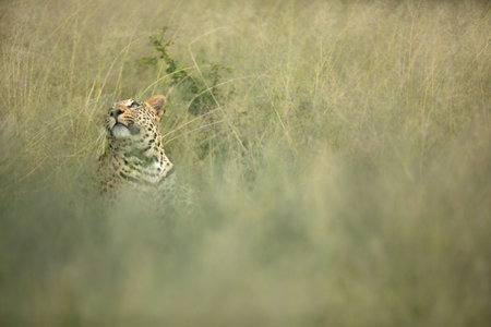 A leopard resting in long grass of Etosha National Park, Namibia.の写真素材