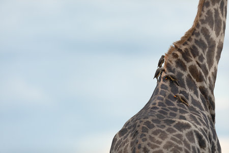 Yellow Billed Ox Peckers on a giraffes back.の写真素材