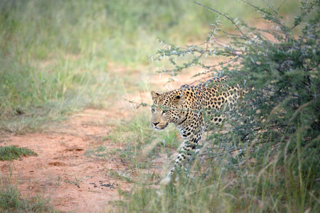 An African Leopard in long grass.の写真素材