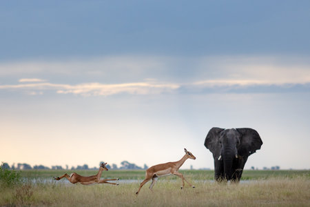 A Bull Elephant and two impalas on an open Plain.の写真素材