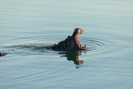 A Hippo mouthing its dominance in a blue river. Chobe National Park, Botswana.の写真素材