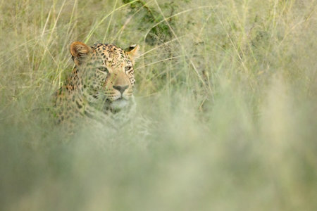 An African Leopard in long grass.