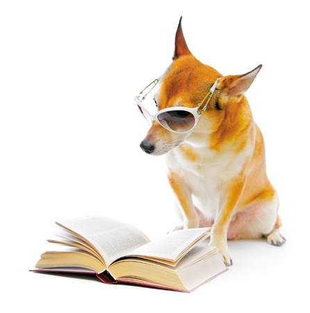 dog isolated on white backgroundの写真素材