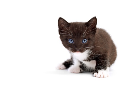 cute kitten on white backgroundの写真素材