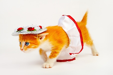 kitten isolated on white backgroundの写真素材