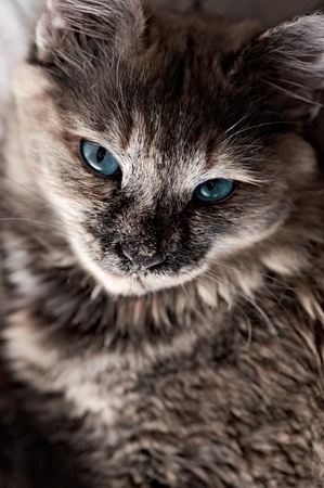 portrait of the beautiful feathery cat with blue eyesの写真素材