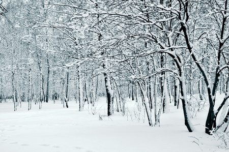 beauty of the nature at winter period