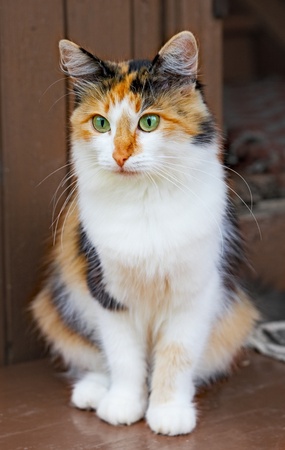 charming downy pussy cat with green eyeの写真素材