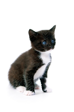 kitten isolated on white backgroundの写真素材