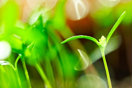 green sprouts (very small DOF)の写真素材