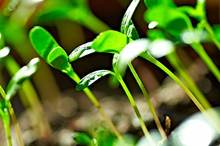 green sprouts (very small DOF)の写真素材