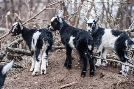 several young goats graze in the forestの写真素材
