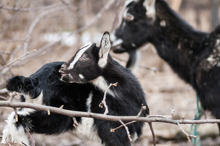 several young goats graze in the forestの写真素材
