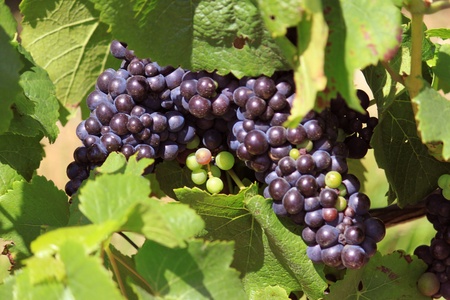 bunches of grapes on vines in a vineyard before harvestの写真素材