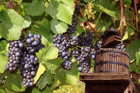 a press with grapes to recover the grape juice to manufacture the wine of itの写真素材