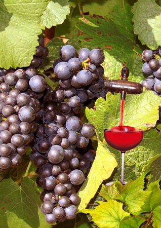 vines and grapes with a glass of red wineの写真素材