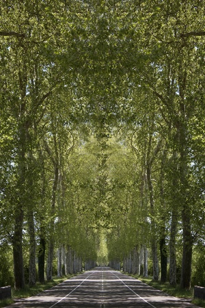 a right road bordered of treesの写真素材