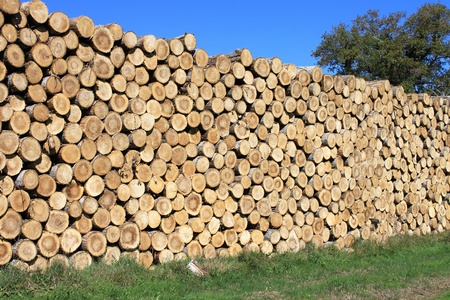 Steres for logs cut in fuel wood for renewableの写真素材