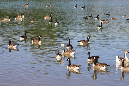 geese swimming on the surface of the lake waterの写真素材