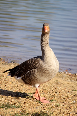a wild goose standing in a meadow near a lakeの写真素材