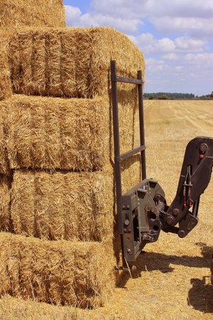 many haystacks piled on a truck in a field of wheatの写真素材