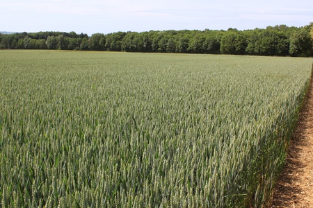 a field of wheat for a natural and organic grain farmingの写真素材