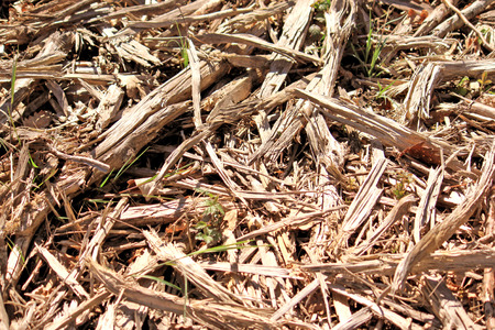 wood on the ground for ecological energy recyclingの写真素材