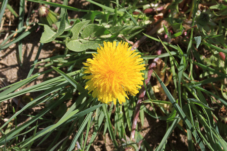 a dandelion flower on a bottom of green plantsの写真素材