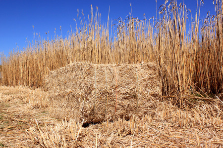 year agricultural field for organic farming year for the harvest of the reed was bottom of blue skyの写真素材