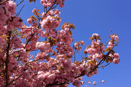 a flowering tree in spring with pink flowers and the appearance of the pistil on a background of blue skyの写真素材