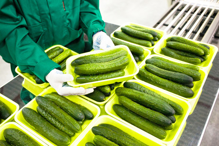 hands hold green cucumbers in a marketの写真素材
