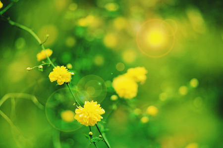 Spring flowers background and nature texture yellow dandelion and soft greenの写真素材