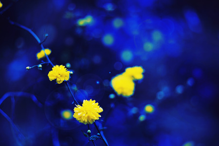 Flowers background and nature texture yellow dandelion and deep blueの写真素材