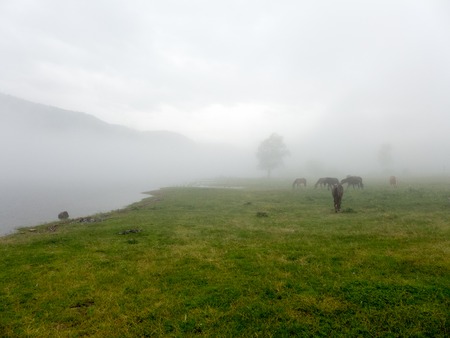 Landscape panorama view of green field in tropics in gray fog with herd of horses wildlifeの写真素材