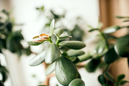 gold wedding rings on green leaves indoorの写真素材
