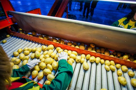 Potato sorting, processing and packing factory vegetable with big machineの写真素材