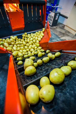 Potato sorting, processing and packing factory vegetable with big machineの写真素材