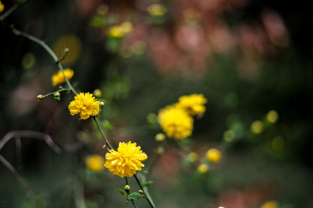 Spring or summer Easter background with beautiful yellow flowersの写真素材