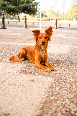 little redhead cute happy dog on the streetの写真素材