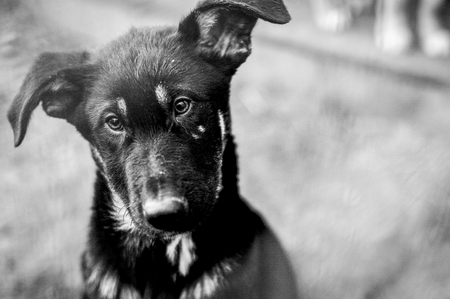 black and white photo of an abandoned sad dogの写真素材