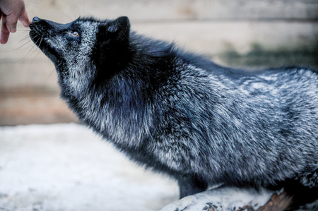 Portrait of black beautiful fox in the aviaryの写真素材