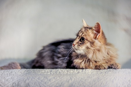 Lovely grey cat lying on white coverの写真素材