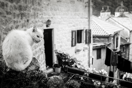 Unfriendly white cat outside with background of the european style house, black and white picの写真素材
