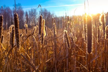Wheat field landscape with amazing shoots of sunlights and blue sky as backgroundの写真素材