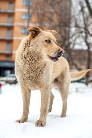 Homeless dog staying at snow street at winter time and looking somewhereの写真素材
