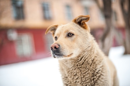 Close-up homeless dog portrait at snow outside and looking out of cameraの写真素材